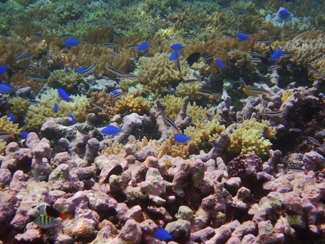 Nomad Divers Bangka Likupang Zewnętrze zdjęcie